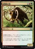 【JPN】辺境地の猪/Outland Boar[MTG_AER_132U]