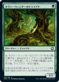 【JPN】ネヴァーウィンターのドライアド/Neverwinter Dryad[MTG_AFR_195C]