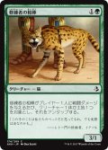 【JPN】修練者の相棒/Initiate’s Companion[AKH_174C]