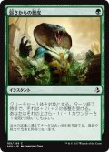 【JPN】弱さからの脱皮/Shed Weakness[AKH_185C]