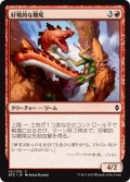 【JPN】好戦的な鞭尾/Belligerent Whiptail[MTG_BFZ_141C]