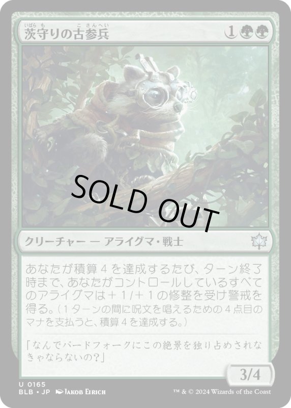 画像1: 【JPN】茨守りの古参兵/Brambleguard Veteran [MTG_BLB_0165_U] (1)