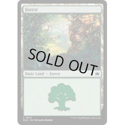 画像1: 【ENG】森/Forest[MTG_BLB_0377_L]