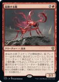 【JPN】扇動する蟻/Agitator Ant[MTG_CLB_776R]