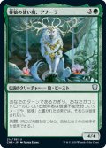 【JPN】尊狼の使い魔、アナーラ/Anara, Wolvid Familiar[MTG_CMR_214U]