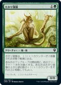 【JPN】たかり猫猿/Scrounging Bandar[MTG_CMR_252C]