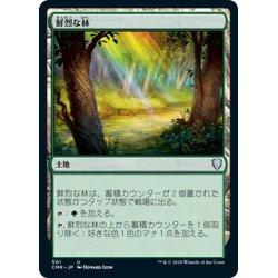 画像1: 【JPN】鮮烈な林/Vivid Grove[MTG_CMR_501U]