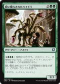 【JPN】飼い馴らされたハイドラ/Domesticated Hydra[MTG_CN2_063U]