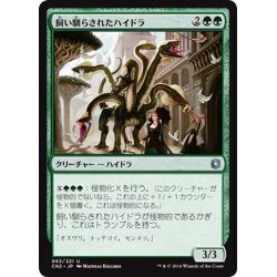 画像1: 【JPN】飼い馴らされたハイドラ/Domesticated Hydra[MTG_CN2_063U]