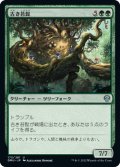 【JPN】古き苔髭/Mossbeard Ancient[MTG_DMU_173U]