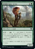 【JPN】日光浴するルートワラ/Sunbathing Rootwalla[MTG_DMU_181C]