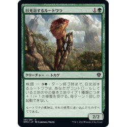 画像1: 【JPN】日光浴するルートワラ/Sunbathing Rootwalla[MTG_DMU_181C]