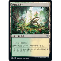 画像1: 【JPN】光輝の木立ち/Radiant Grove[MTG_DMU_253C]