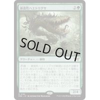 【JPN】雑食性ハエトリグサ/Omnivorous Flytrap [MTG_DSK_0192_R]