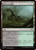 【JPN】抑圧された墓所/Strangled Cemetery [MTG_DSK_0268_C]