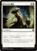 【JPN】忘れられた運命/Fate Forgotten[MTG_DTK_017C]