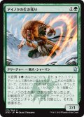 【JPN】アイノクの生き残り/Ainok Survivalist[MTG_DTK_172U]