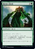 【JPN】伸びゆく豆の木/Tall as a Beanstalk[MTG_ELD_178C]