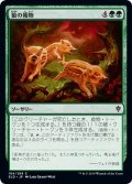 【JPN】狼の獲物/Wolf's Quarry[MTG_ELD_184C]