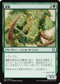 【JPN】豪腕/Brawn[MTG_EMA_159U]