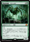 【JPN】墓後家蜘蛛、イシュカナ/Ishkanah, Grafwidow[MTG_EMN_162M]