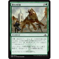 【JPN】群れの好意/Pack's Favor[MTG_GRN_139C]