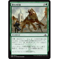 画像1: 【JPN】群れの好意/Pack's Favor[MTG_GRN_139C]