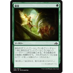 画像1: 【JPN】捕食/Prey Upon[MTG_GRN_143C]