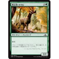 【JPN】用心深いオカピ/Wary Okapi[MTG_GRN_149C]