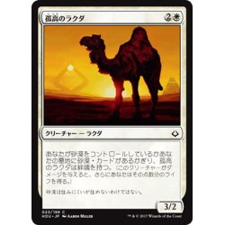 画像1: 【JPN】孤高のラクダ/Solitary Camel[HOU_023C]