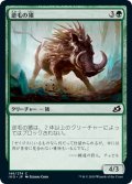 【JPN】逆毛の猪/Bristling Boar[MTG_IKO_146C]