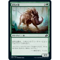 画像1: 【JPN】★Foil★逆毛の猪/Bristling Boar[MTG_IKO_146C]