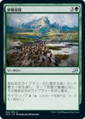 【JPN】移動経路/Migration Path[MTG_IKO_164U]