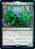 【JPN】集めるもの、ウモーリ/Umori, the Collector[MTG_IKO_231R]