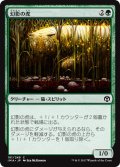 【JPN】幻影の虎/Phantom Tiger[MTG_IMA_181C]