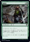 【JPN】蜘蛛化/Arachnoform[MTG_KHM_159Ｃ]