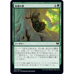 画像1: 【JPN】知識の根/Roots of Wisdom[MTG_KHM_190Ｃ]