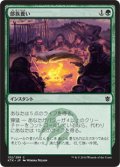 【JPN】部族養い/Feed the Clan[MTG_KTK_132C]