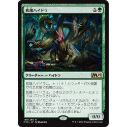 画像1: 【JPN】飢餓ハイドラ/Hungering Hydra[MTG_M19_189R]