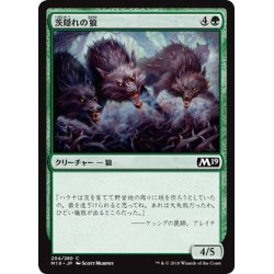 画像1: 【JPN】茨隠れの狼/Thornhide Wolves[MTG_M19_204C]