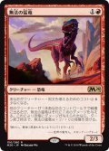 【JPN】無法の猛竜/Marauding Raptor[MTG_M20_150R]