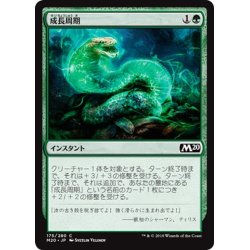 画像1: 【JPN】成長周期/Growth Cycle[MTG_M20_175C]