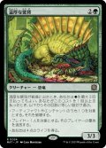 【JPN】温厚な襞背/Tranquil Frillback[MTG_MAT_0024R]