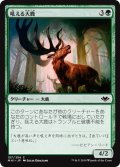 【JPN】吼える大鹿/Bellowing Elk[MTG_MH1_157C]