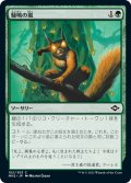 【JPN】騒鳴の嵐/Chatterstorm[MTG_MH2_152C]