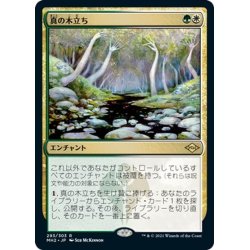 画像1: 【JPN】真の木立ち/Sterling Grove[MTG_MH2_293R]