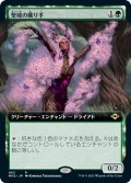 【JPN】聖域の織り手/Sanctum Weaver[MTG_MH2_462R]