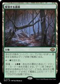 【JPN】★Foil★変容する森林[MTG_MH3_0228_R]