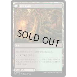 画像2: 【JPN】力漲る腹拵え//原生樹林帯/Revitalizing Repast//Old-Growth Grove[MTG_MH3_0256_U]