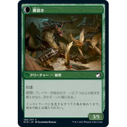 画像2: 【JPN】鳥の称賛者/翼裂き/Bird Admirer/Wing Shredder[MTG_MID_169C]